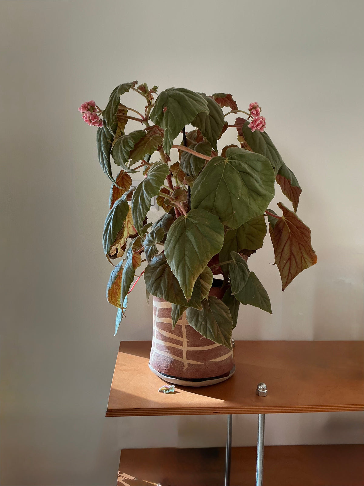 Plant pot